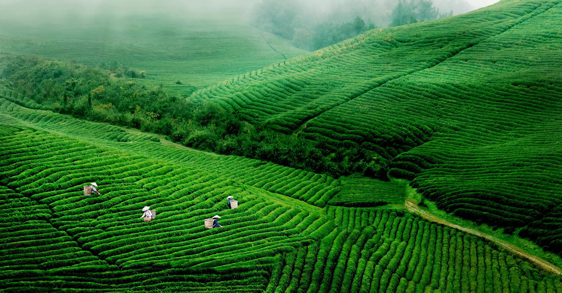 堯帝貢茶